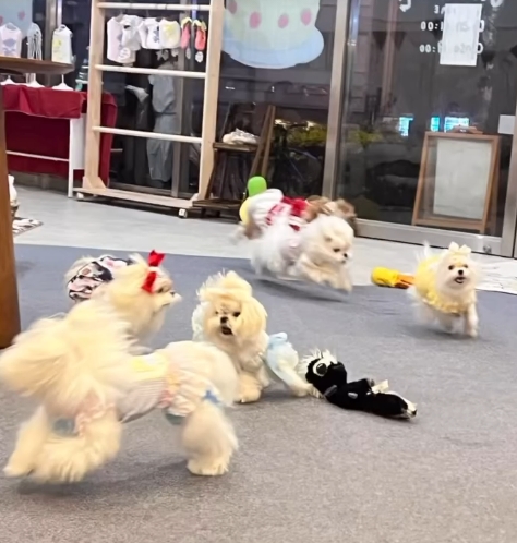 BaoBao cafe