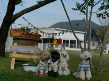 C'est mignon! atelier & zakka(セミニョン)