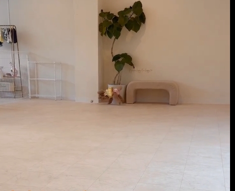 .d Cafe＋DogRun＋DogSalon
