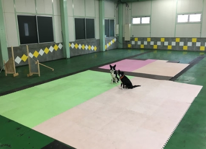 Dog ciTy