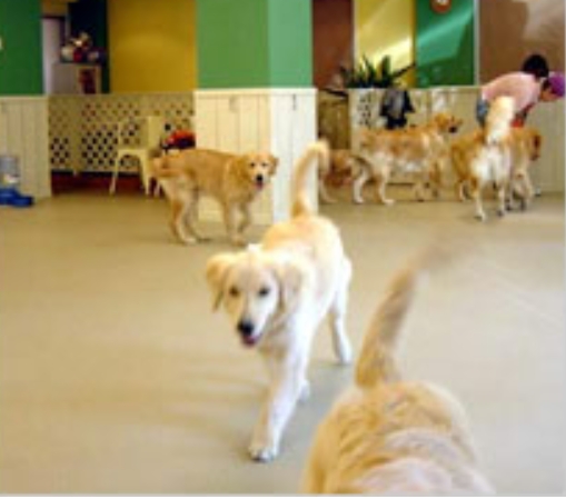 DOG INC.