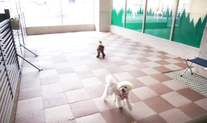 dog paradise Cocoe 寝屋川店