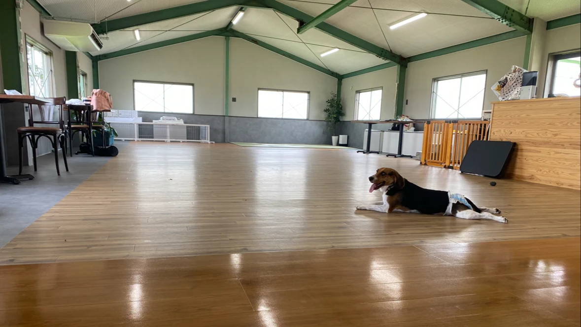 DOG PARK KOSA 室内ドッグラン