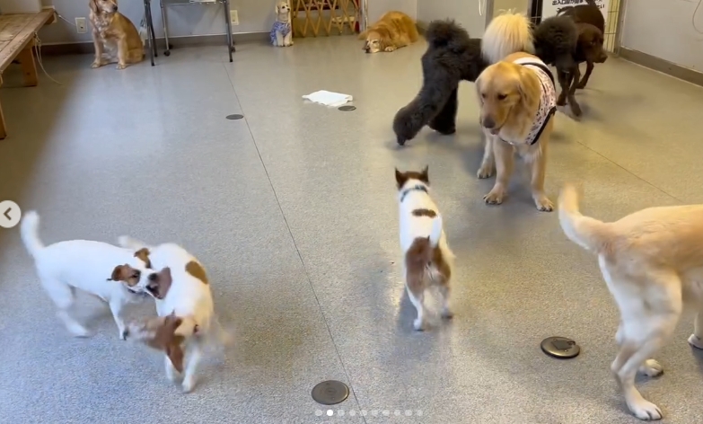 Dog Runs Well