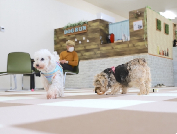 Dog Salon IPU