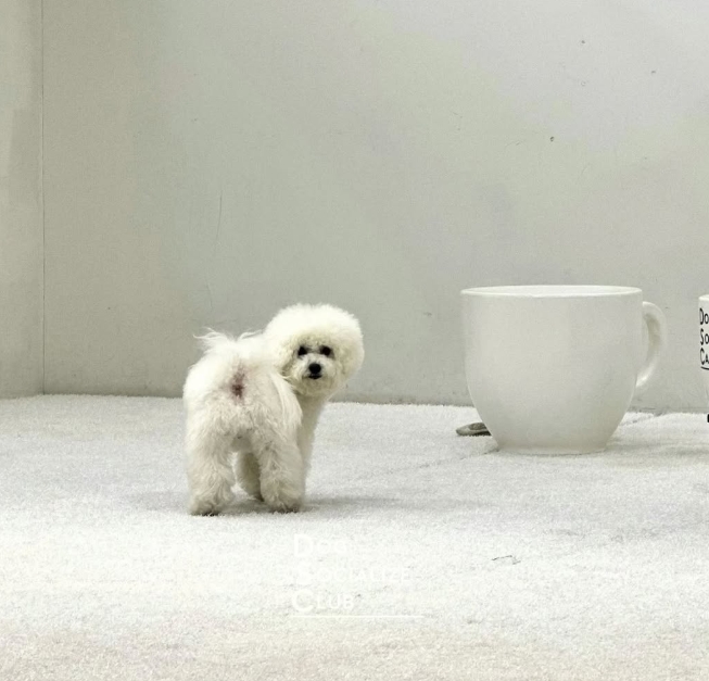 DOG SOCIALIZE CLUB