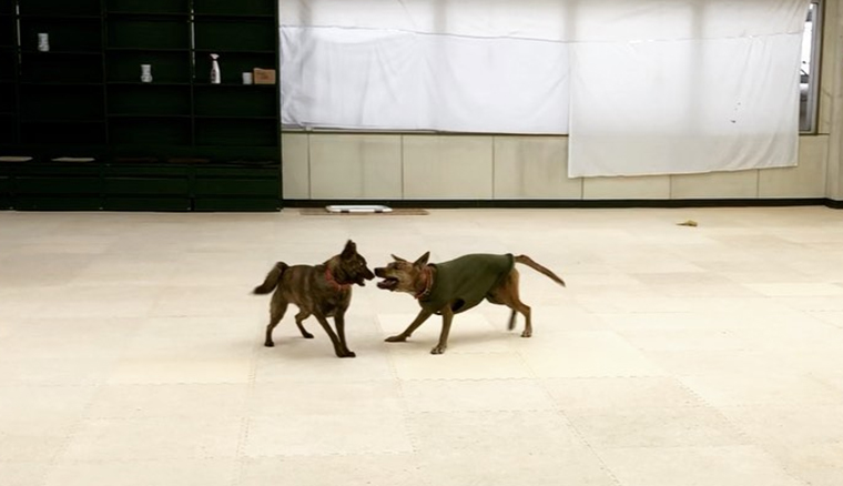 Dog catista（ドッキャイスタ）室内ドッグラン