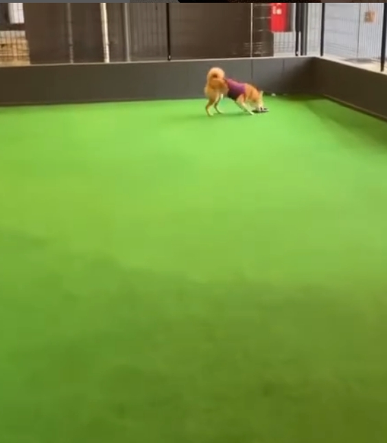 Doggyスイートペロ