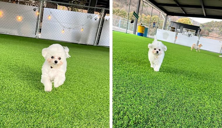 DOG RUN KAI（ドッグラン カイ）