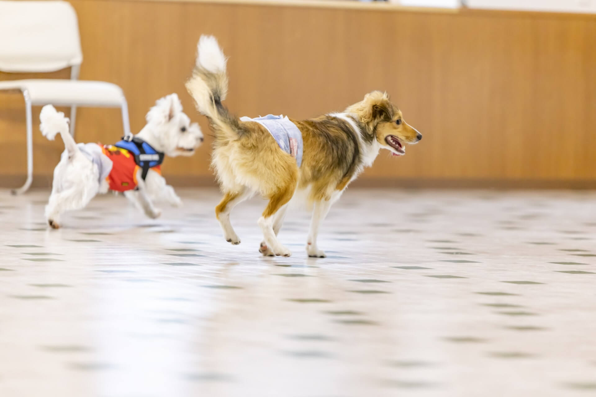 ドッグランもぜもぜ 室内ドッグラン