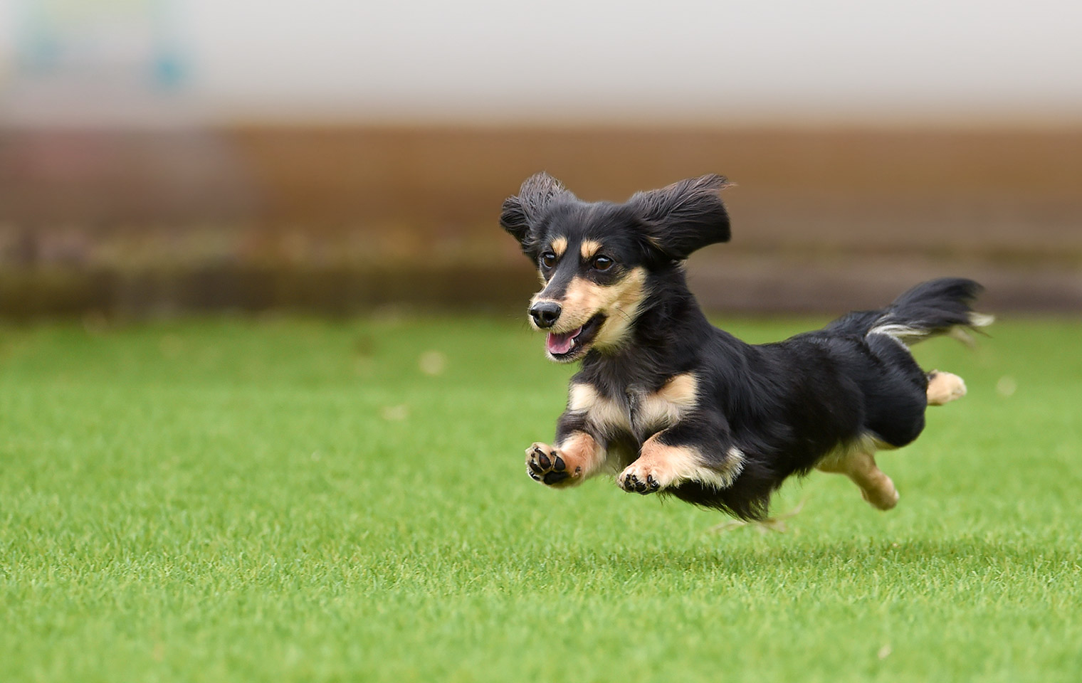 Dog Run Wellness 全天候型室内ドッグラン