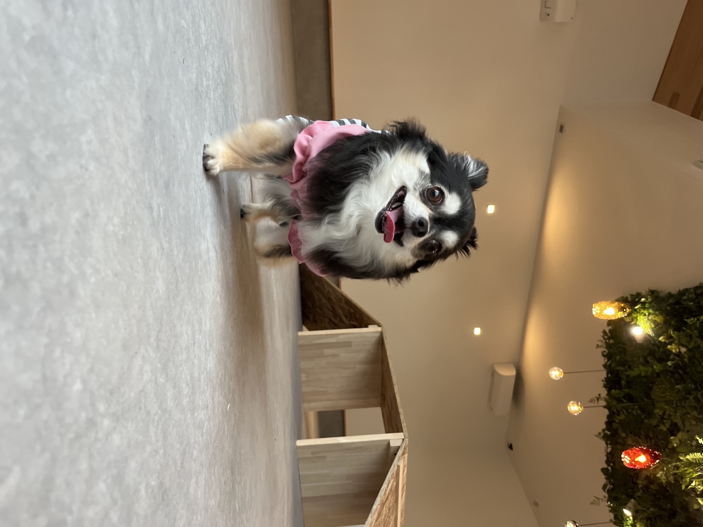 Dog Run Wellness アジリティ設備