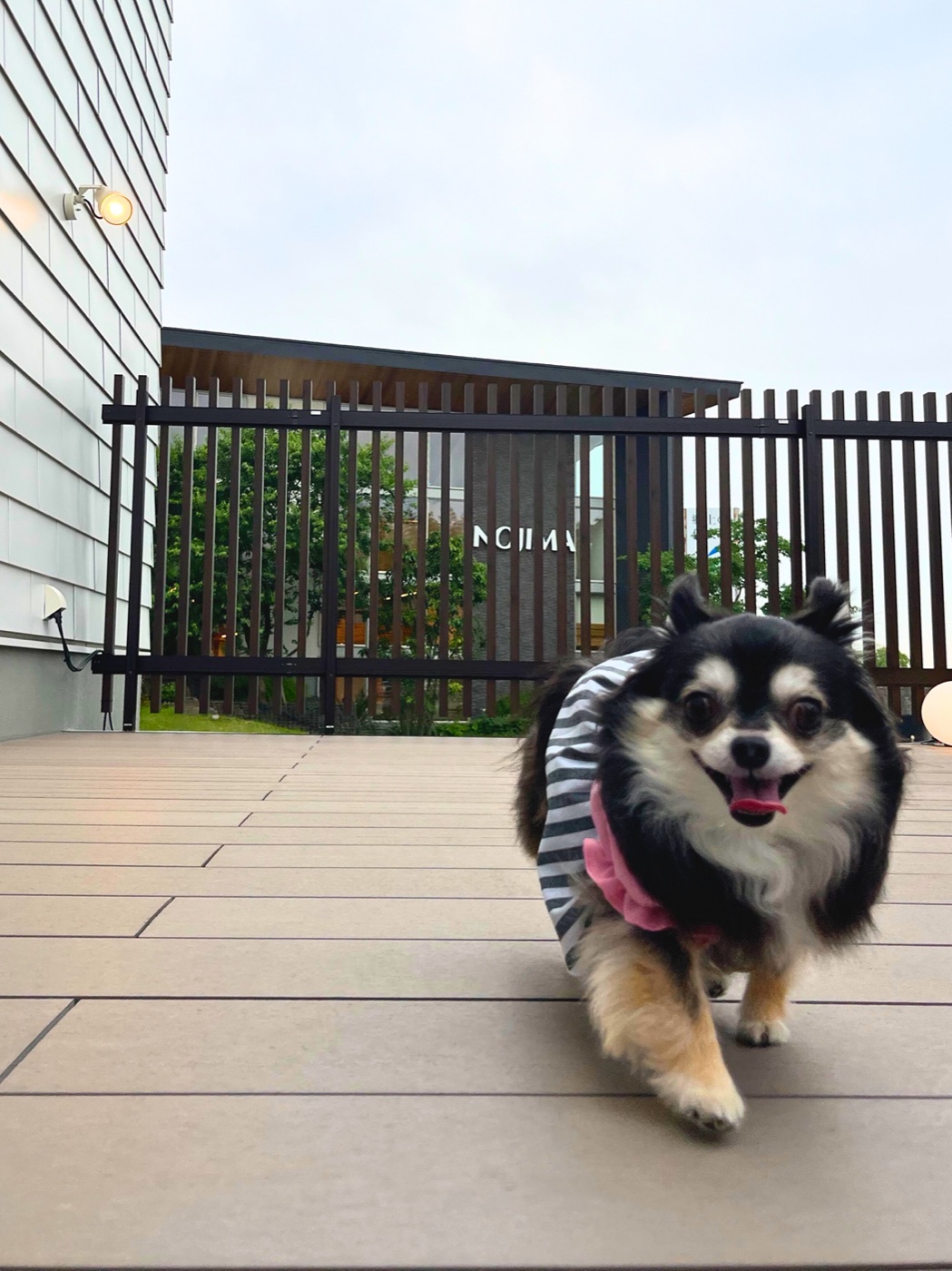 Dog Run Wellness ウッドデッキ