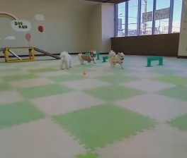 ドッグサロンIvy