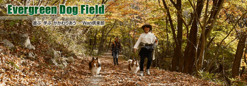 Evergreen Dog Field