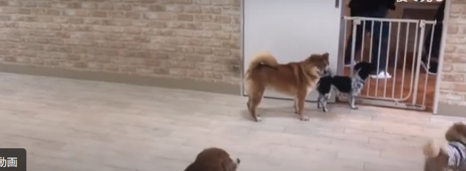 はっぴーているずdogs room 相模原店