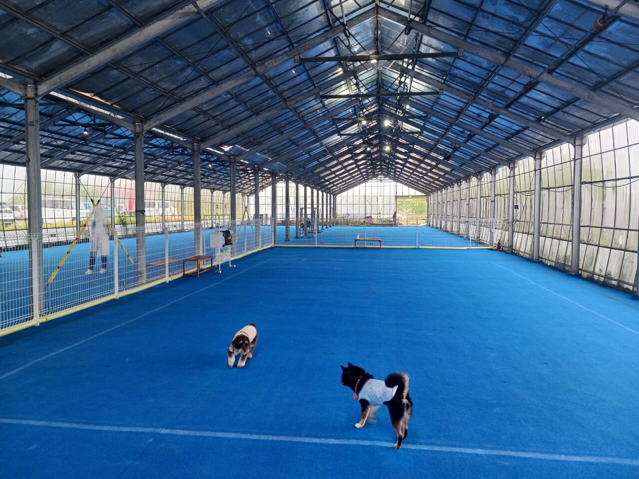 SUZUKA INDOOR DOG PARK HOWL（ハウル）の屋内ドッグラン