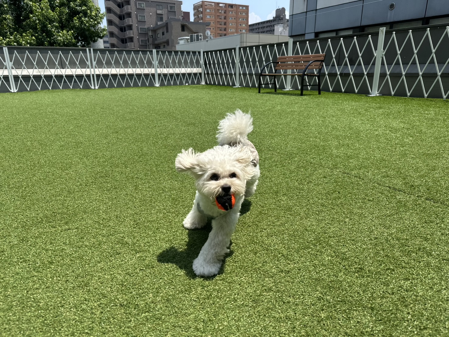 Dogrun&Cafe Hugme 室内ドッグラン