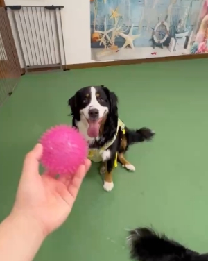 室内型DOGURUN NIKO