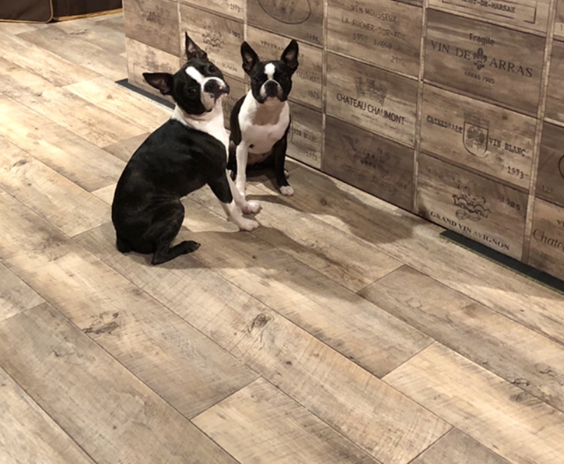犬のホテル DOG HOME