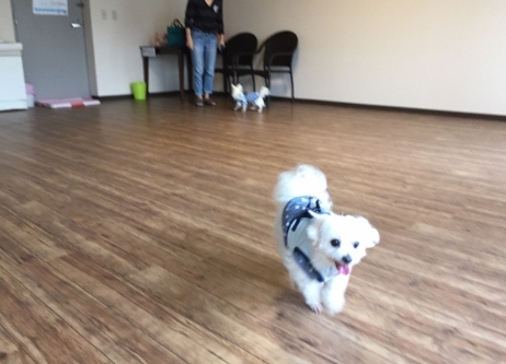 犬御殿