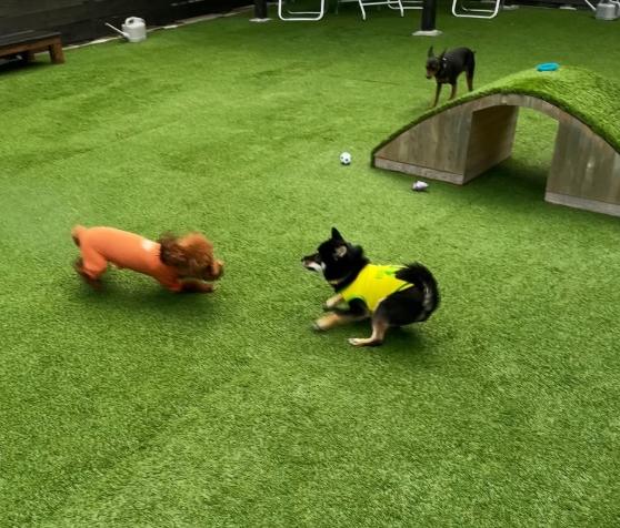 K-wood Dog Run