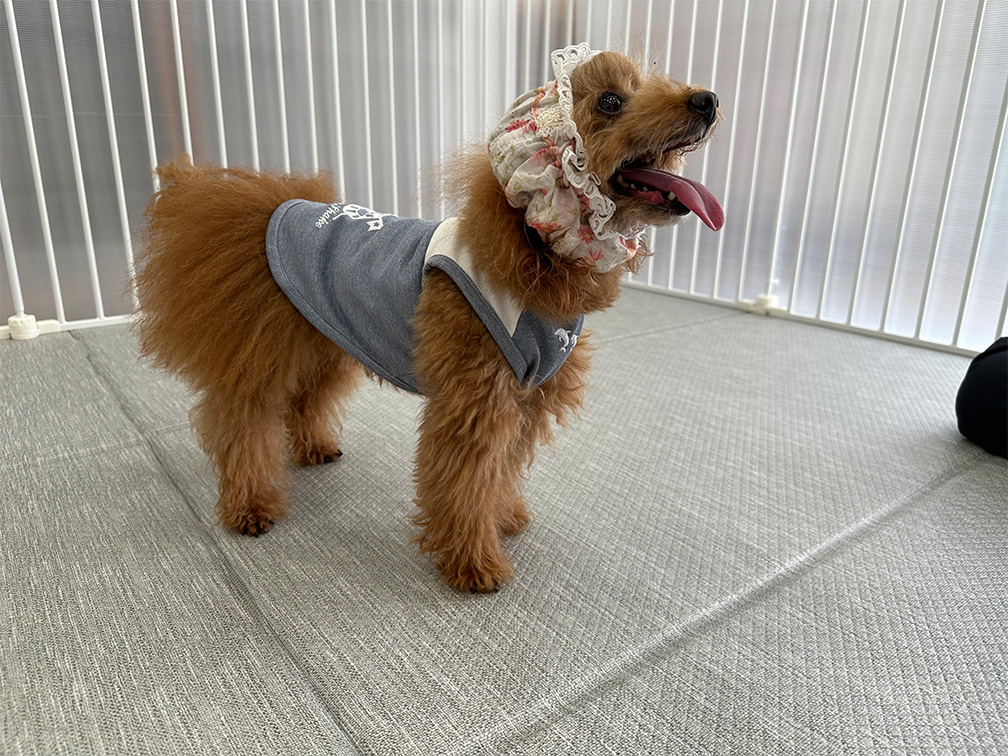 可愛動物病院