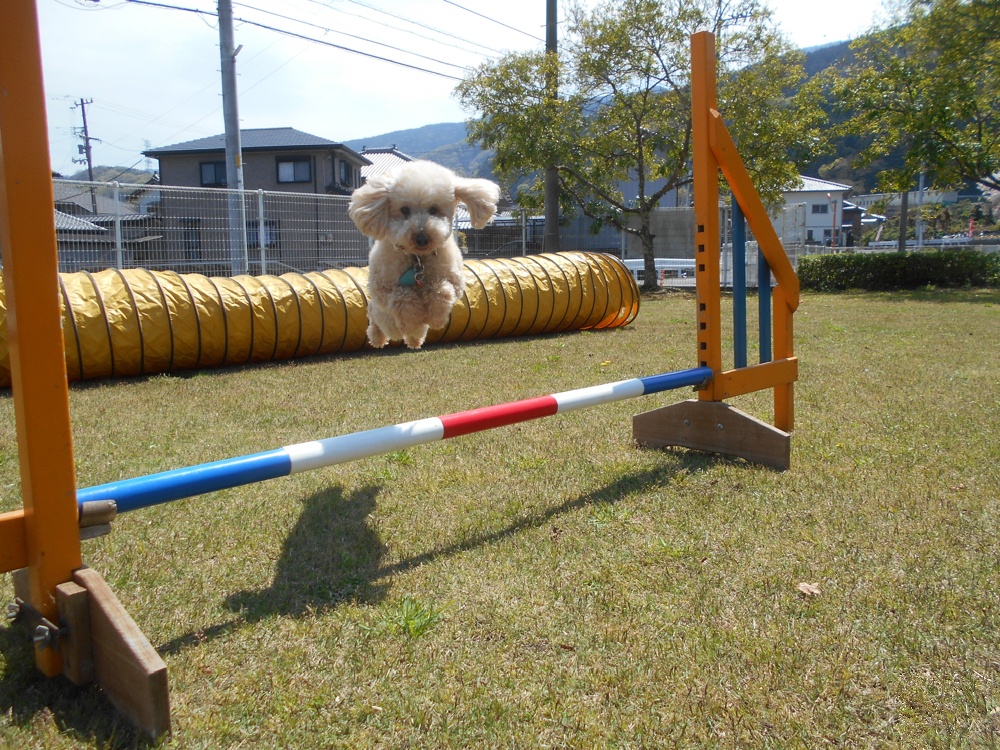 こうつドッグわん 室内ドッグラン
