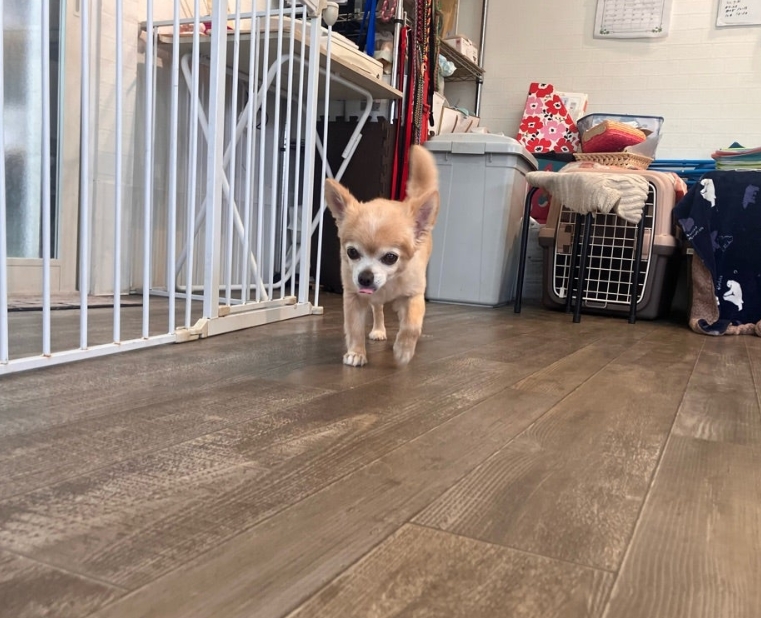 lumo dog school