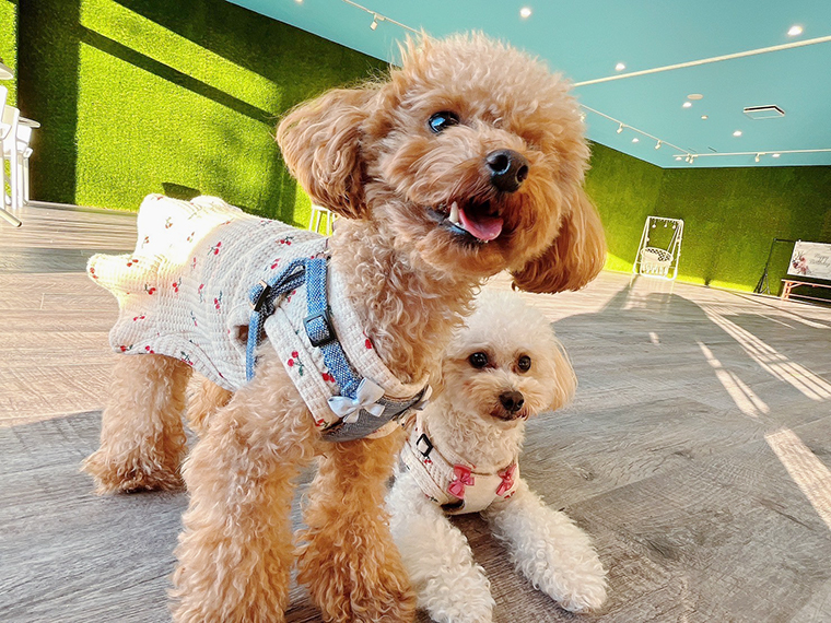 お犬さまパーク 屋内ドッグラン