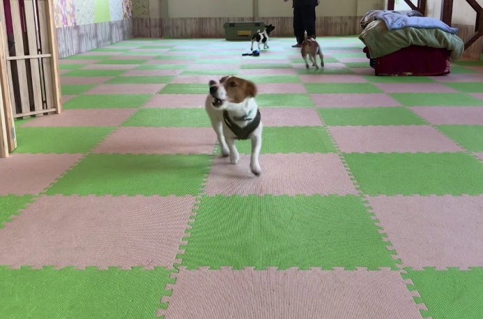 ワンデーサービス