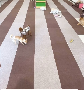 ペコandペティー