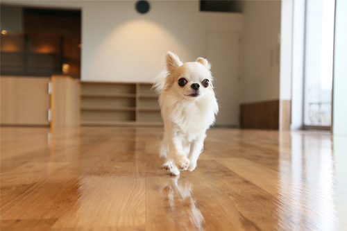 Pet food & goods Wagわん