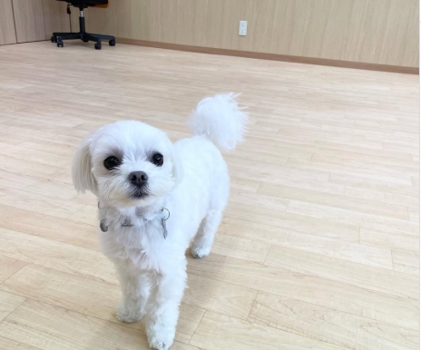 Pet Life Consulting シンビオーシス