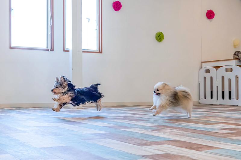 ペットのスマイル長久手店