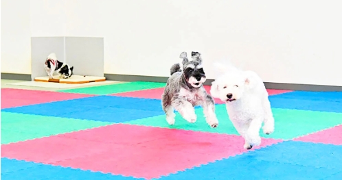 ペットステーション WAN