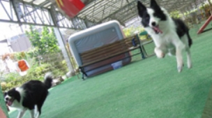 SJDフレンズドッグクラブ