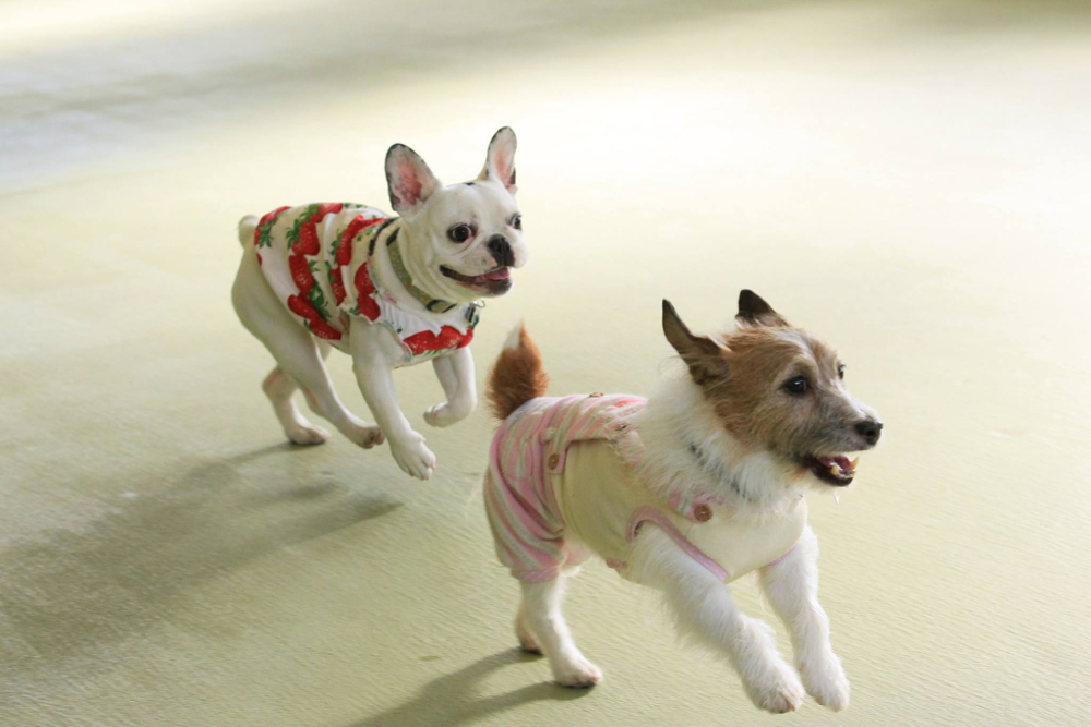 スタジオドッグラン