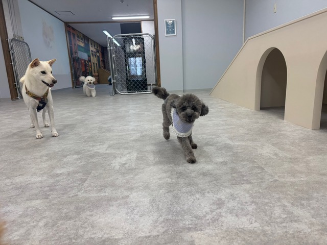 DOG SPACE TETO STREET 広い室内を走る柴犬とトイプードル