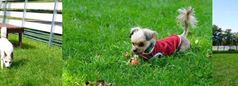 屋外ドッグランで遊ぶ犬