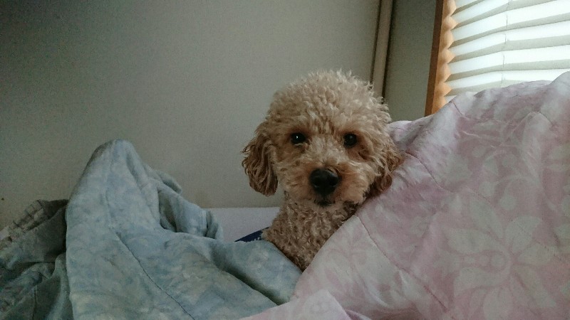 犬のようちえんワンワンさくら 室内スペース