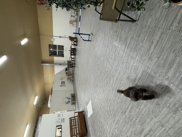 ワイズドギー 富山店 室内の様子