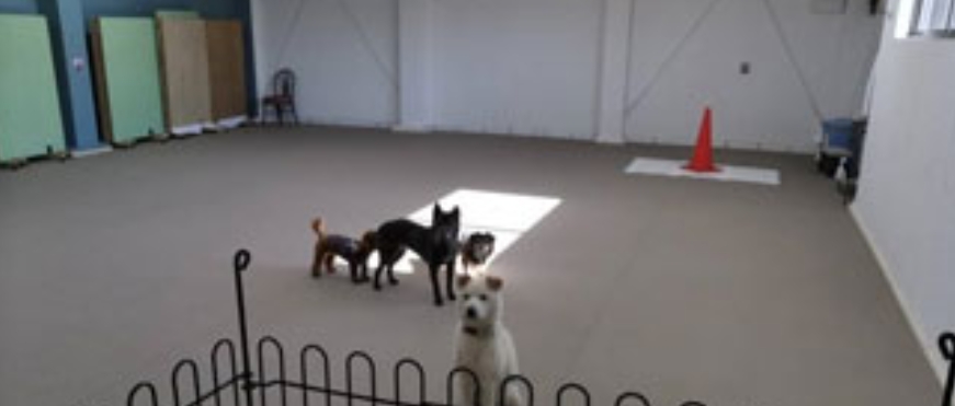 ワンダフルパートナー